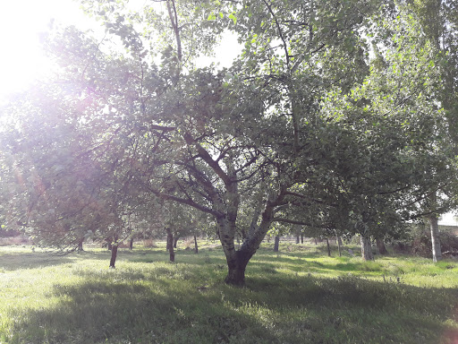 Palauet/boque - Visual