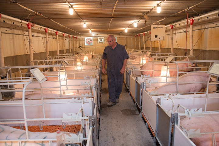 PigEasy, LLC. by null