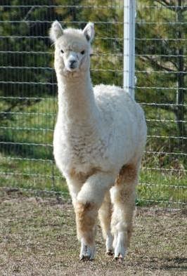 Lucky Starr Alpacas