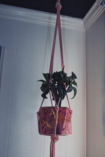 Rooted - Visual