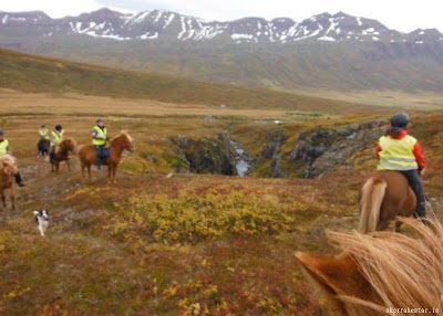 Photos of Skorrahestar Icelandic Horse Rental and Accommodation