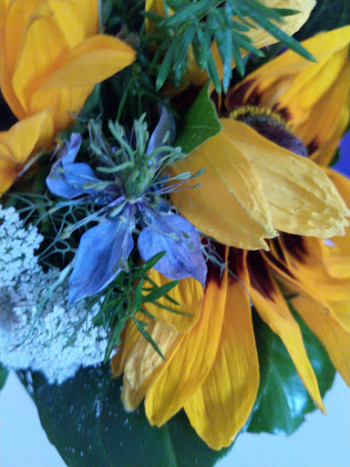 Blumen Schwind - Visual