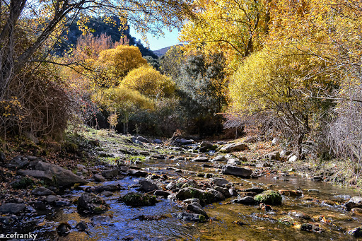 Bosque Encantado Gallery - Spain
