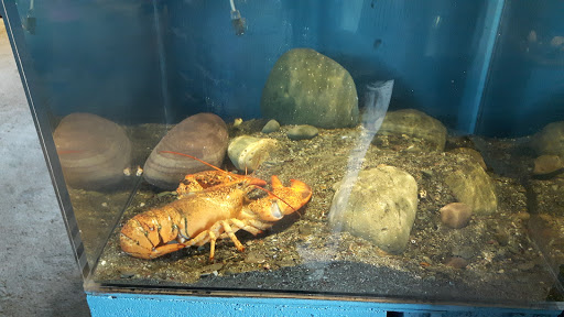 Petty Harbour Mini Aquarium - Thumbnail