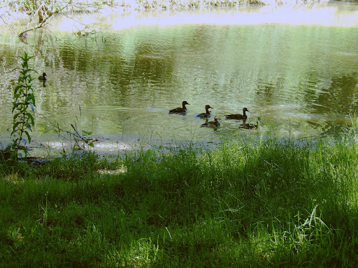 Réserve naturelle des landes de Blendecques - Thumbnail