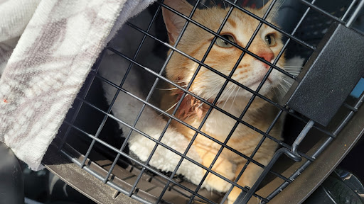 Queens Midway Animal Hospital - Thumbnail