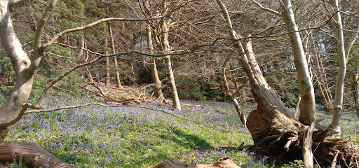 Chantry Wood Campsite - Thumbnail