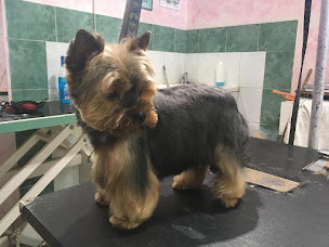 Photo n°13 de Barbier Canin à Briançon (Magasin d'articles pour animaux)