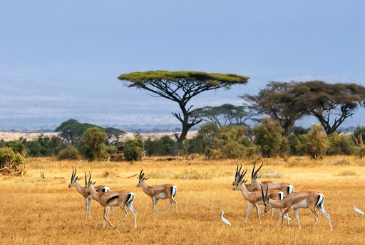 Go Afrique - Visual