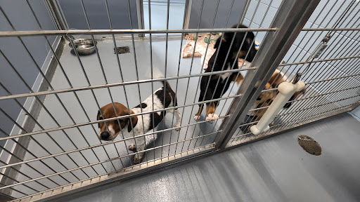 Watauga Humane Society - Thumbnail