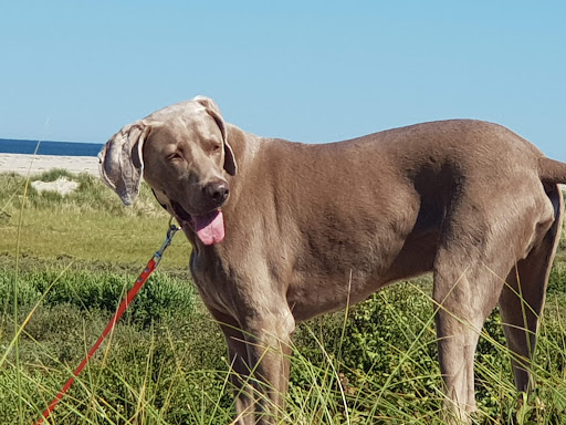 Hundestrand am Weststrand - Thumbnail