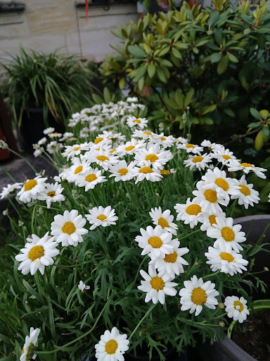 Lieblingsstücke - Blumen Gallery - Germany