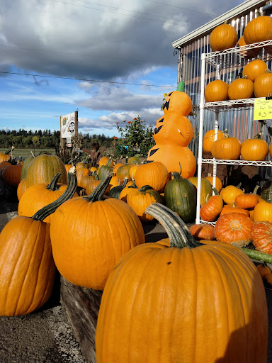 Vancouver Pumpkin Patch - Visual