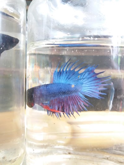 Photos of Kedung Parto Aquarium