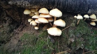 Photos of Rhododendron State Park