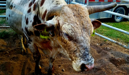 Tough Enough Rodeo and Campground Gallery - United States