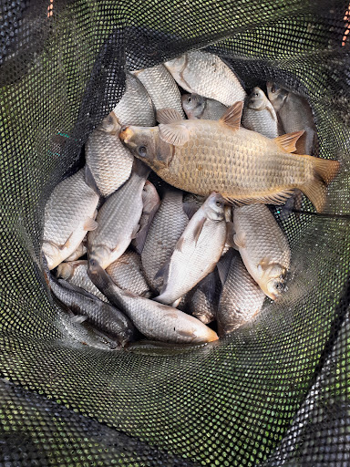 The Park Fishery - Thumbnail