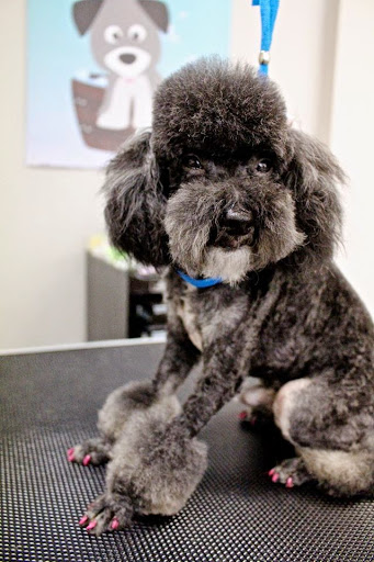 All For Paws - Visual