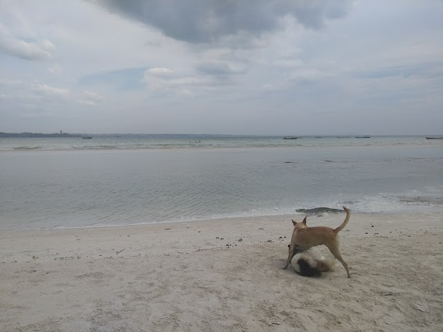 Praia Das Neves