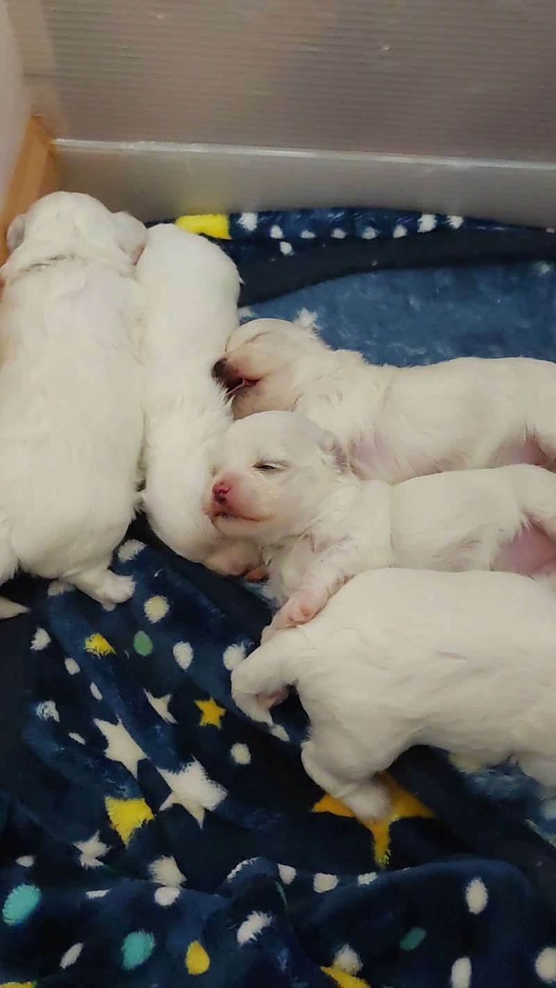 ブリーダー直販 nook犬舎