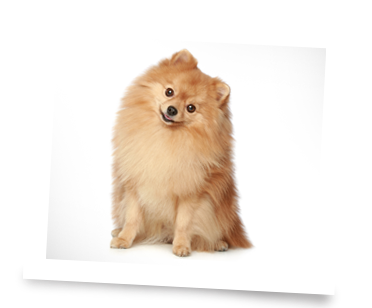 Spot The Dog Grooming - Thumbnail