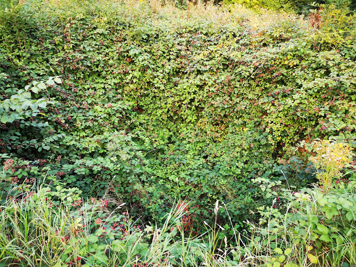 Headingley Bear Pit - Visual