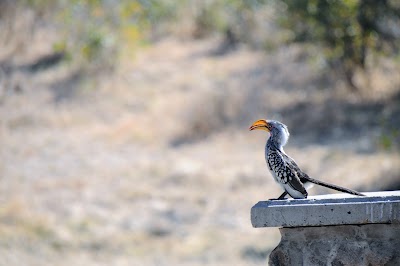 Photos of Paradise Campsite, Savuti