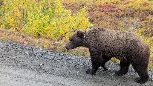 Denali Tundra Tours - Thumbnail