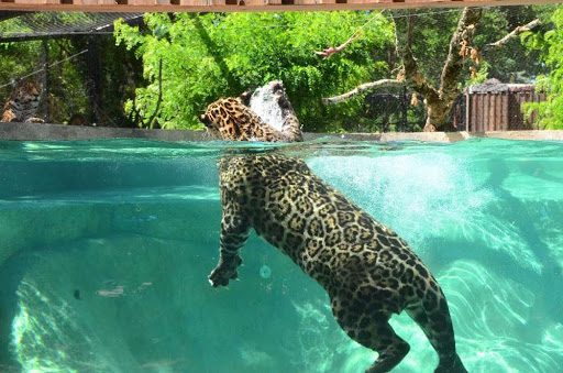 SAS Zoo de Bordeaux-Pessac - Thumbnail