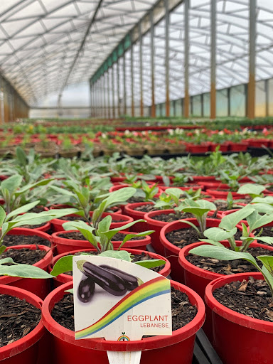 Rumbalara Wholesale Nursery - Thumbnail