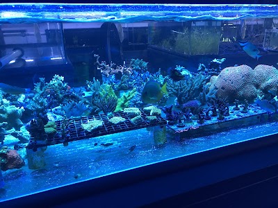 Shipwreck Cove Custom Aquariums