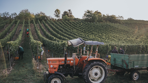 Weingut Max Markert - Visual