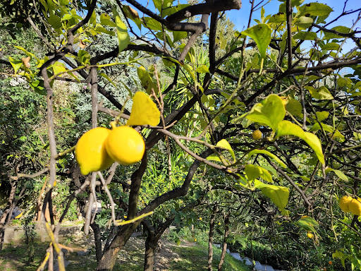 La Citronneraie