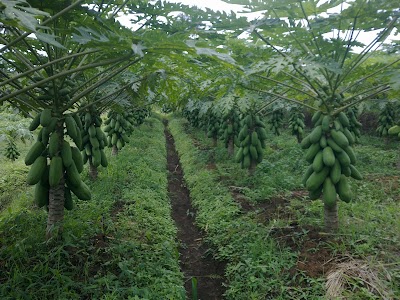 Photos of bibit pepaya ( agro kates mandiri )