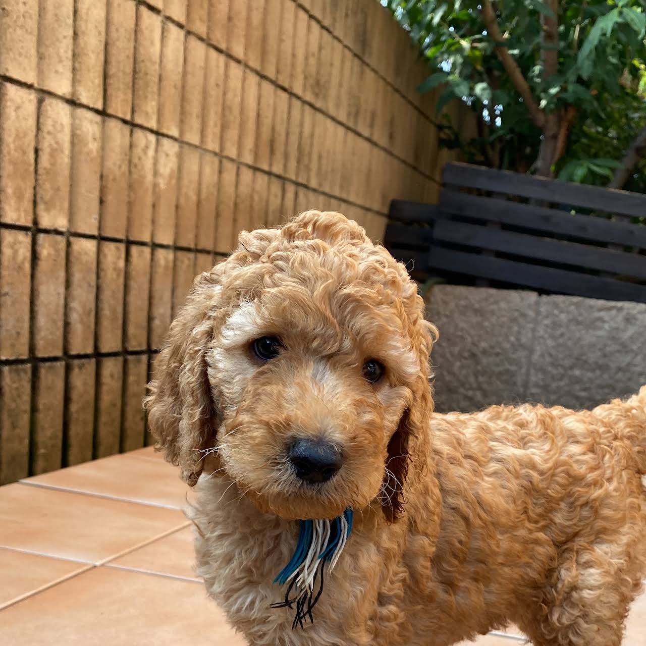 スタンダードプードル専門 フランソワ王国 山本町北のdog Breeder