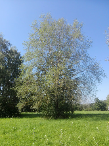 Lehnershügel - Thumbnail