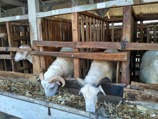 Peternakan Domba & Kambing UD Sumber Rizqi, Author: Peternakan Domba & Kambing UD Sumber Rizqi