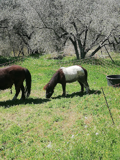 Fattoria Rifugio Bamby