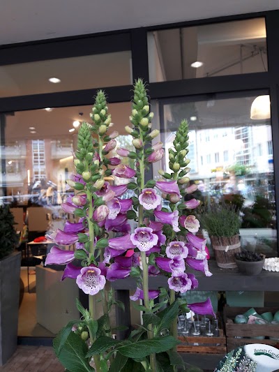 Photos of Blumenstock Horst GmbH