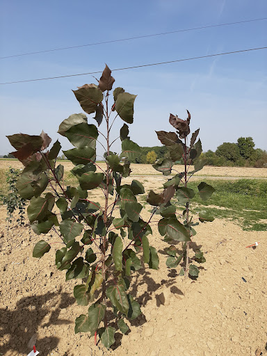 Photo de Jardinerie Dulong à Nérac (47600)