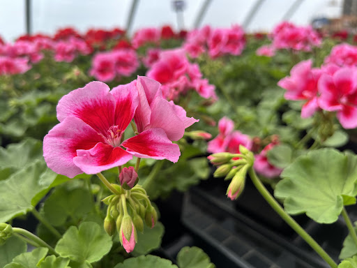 BCC Botanicals, LLC - Thumbnail
