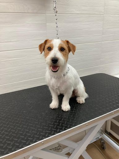 Salone Beauty Dog - Thumbnail