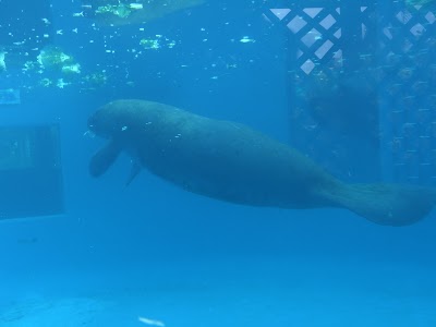 Manatee Exhibit