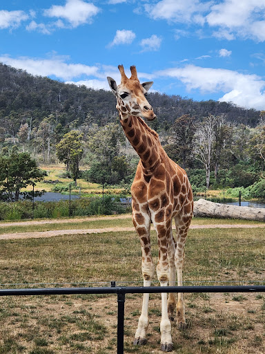 Tasmania Zoo - Thumbnail