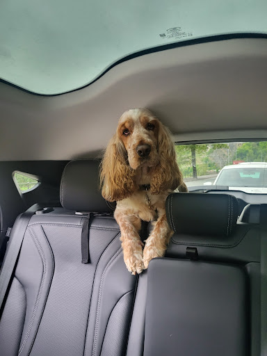 Bob the Dog Shop & Grooming - Thumbnail