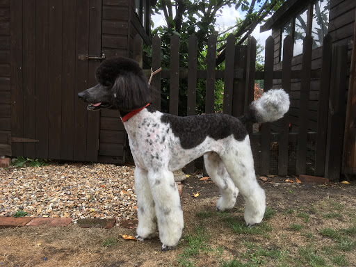 The Dog Shed - Thumbnail