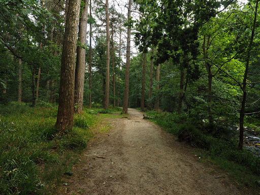 H.U.M Trail - Visual
