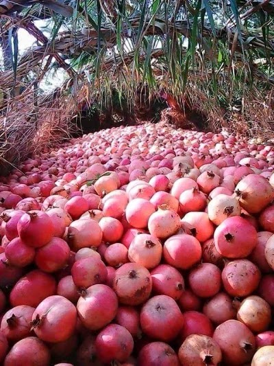 Photos of شعبة زراعة الشحيمية