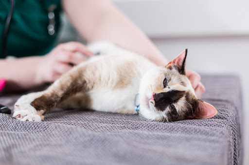 Sutterton Veterinary Hospital Gallery - United Kingdom