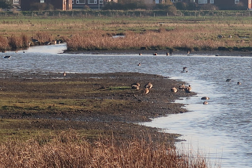 RSPB Marshside - Visual